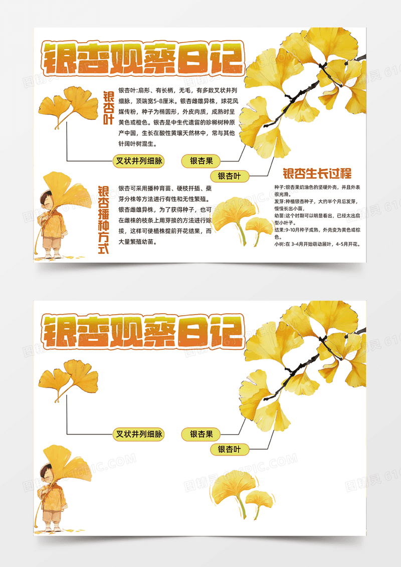黄色秋季银杏观察日记叶子插画设计简约手抄报