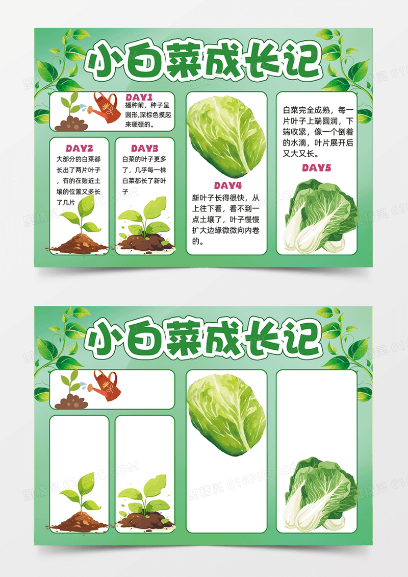小白菜成长记可爱插画简约手抄报卡通绿色背景