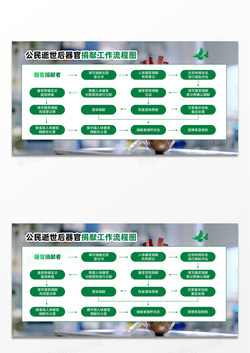 绿色人体器官捐献和移植流程展板宣传栏