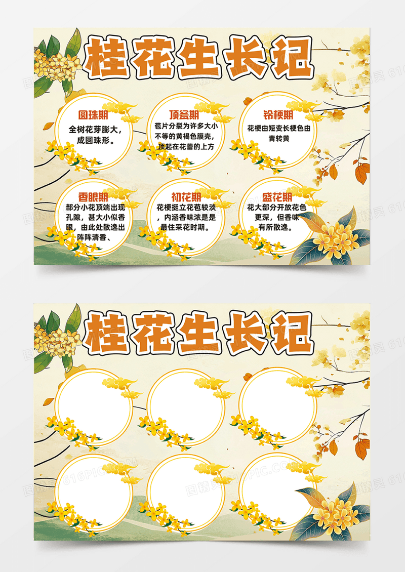 黄色桂花生长记可爱插画简约设计手抄报