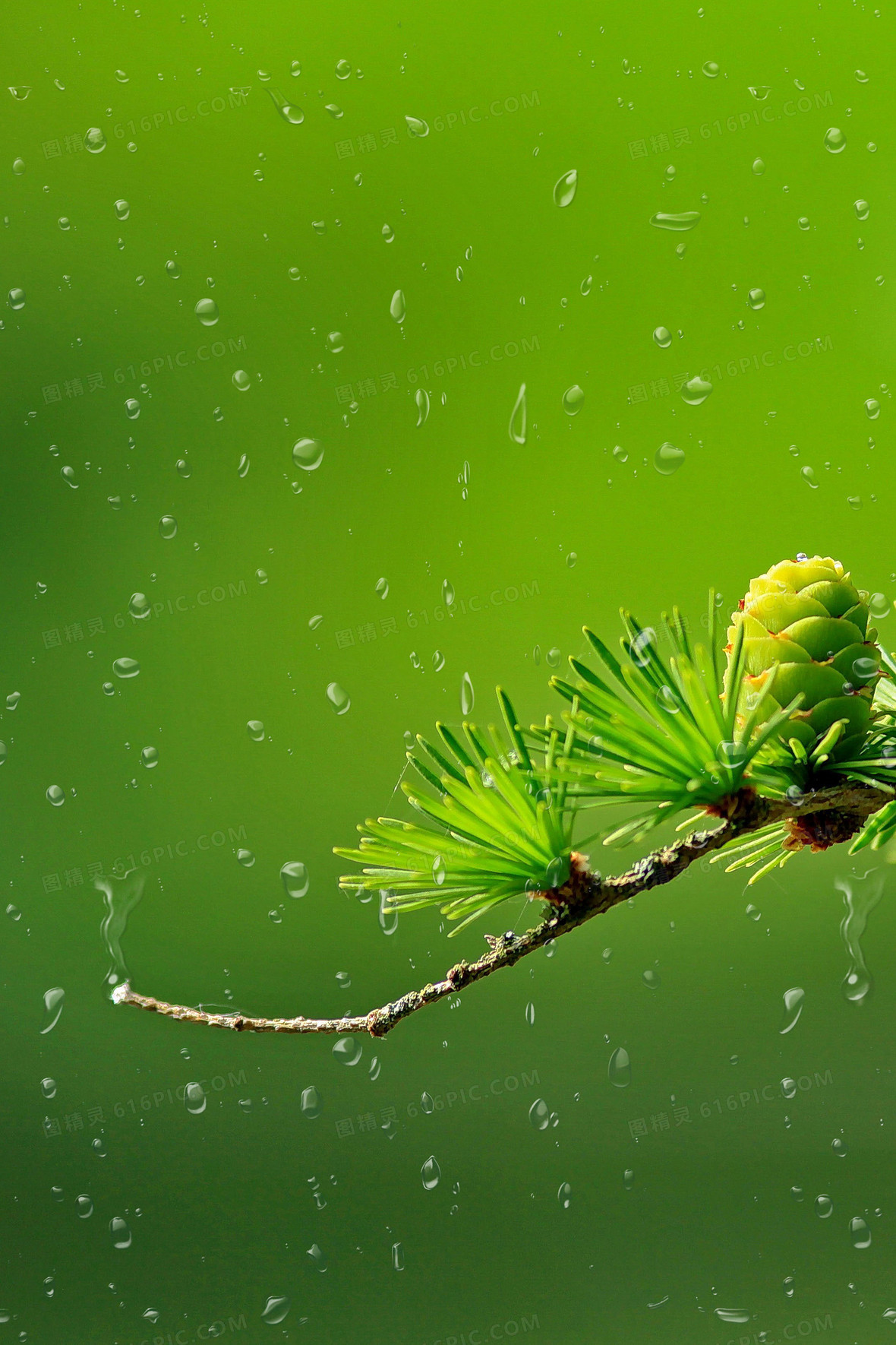 二十四传统节气雨水背景