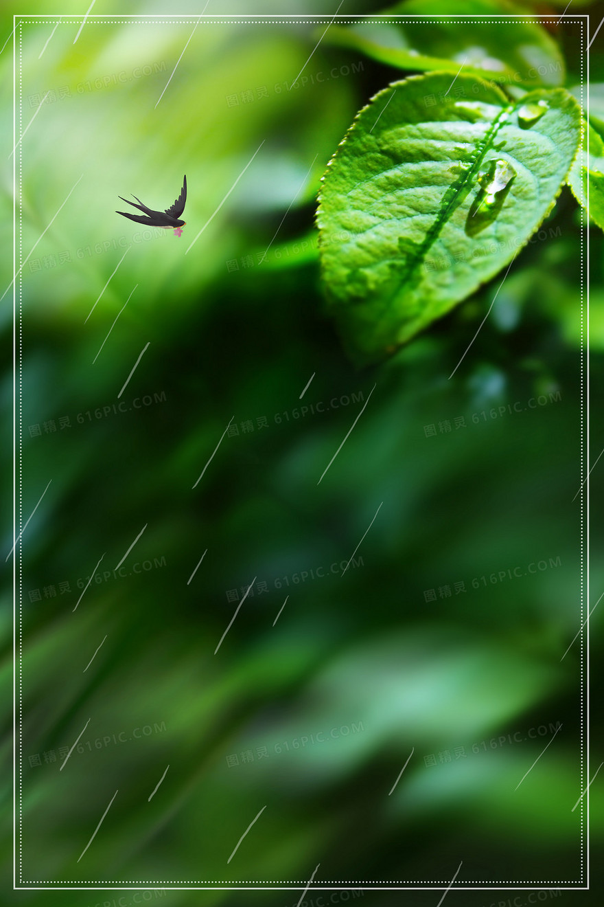 二十四节气谷雨水珠植物绿色摄影图合成背景