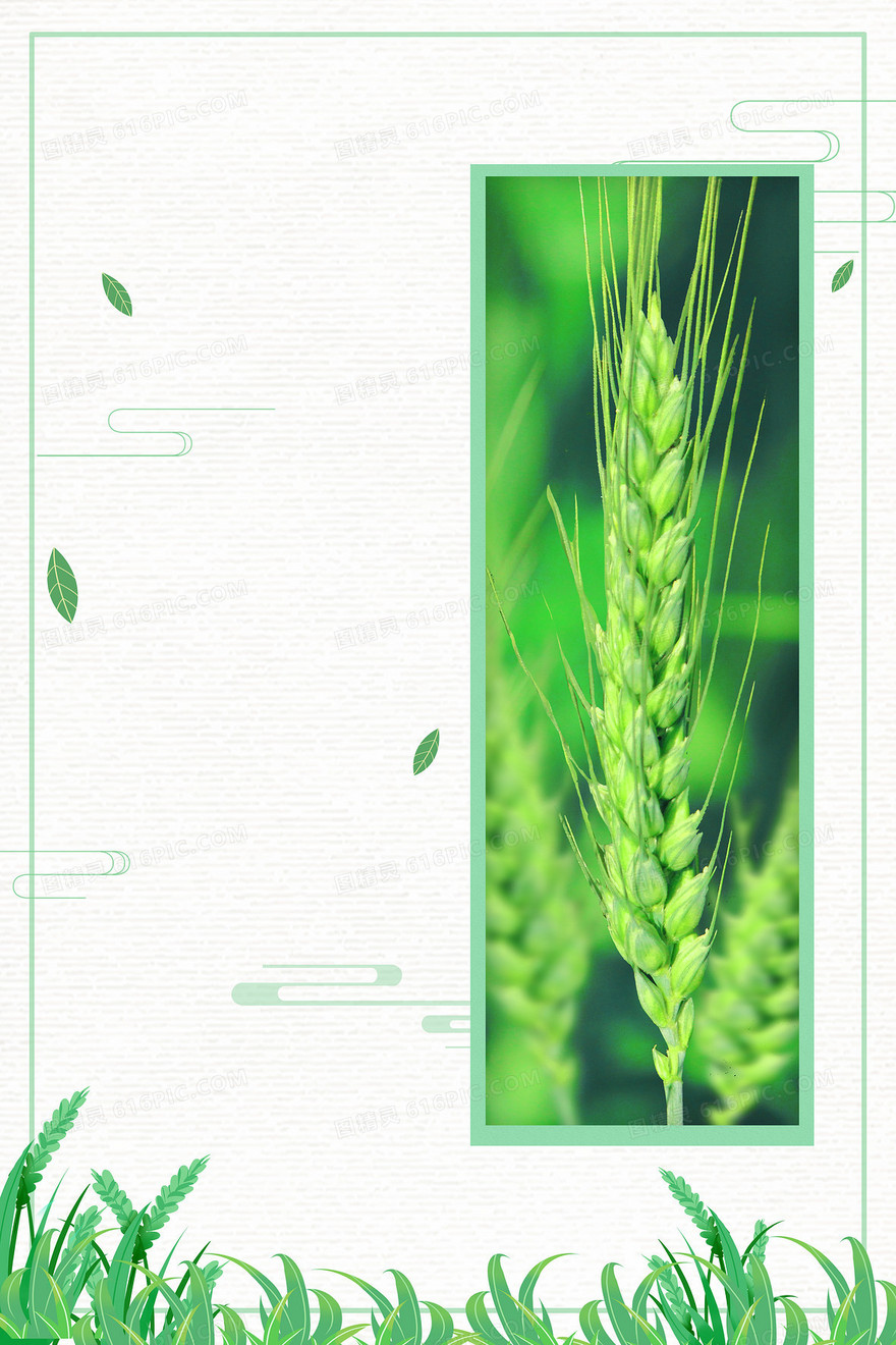 绿色中国风小麦麦穗二十四节气小满背景