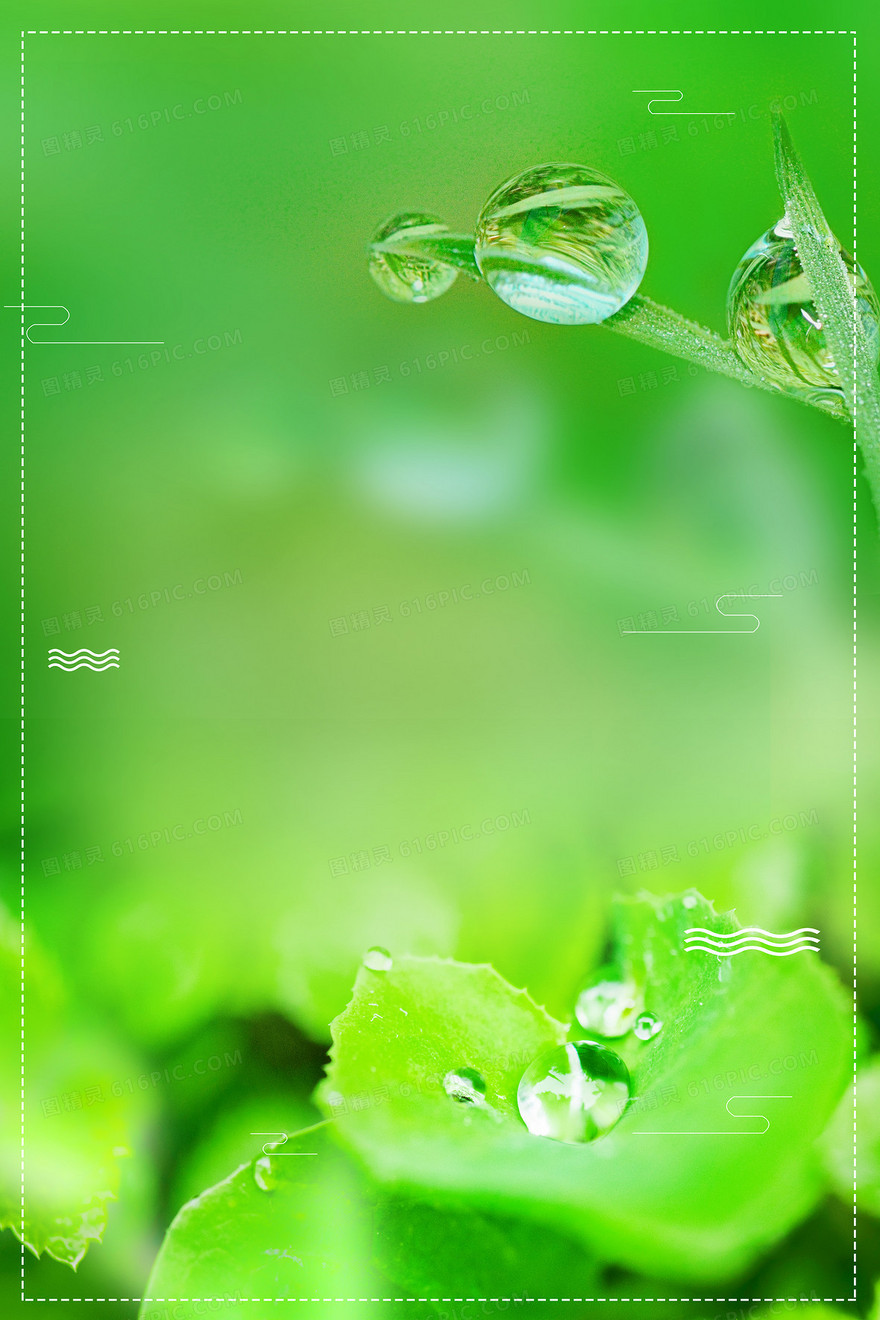 二十四节气白露植物露水摄影图合成背景