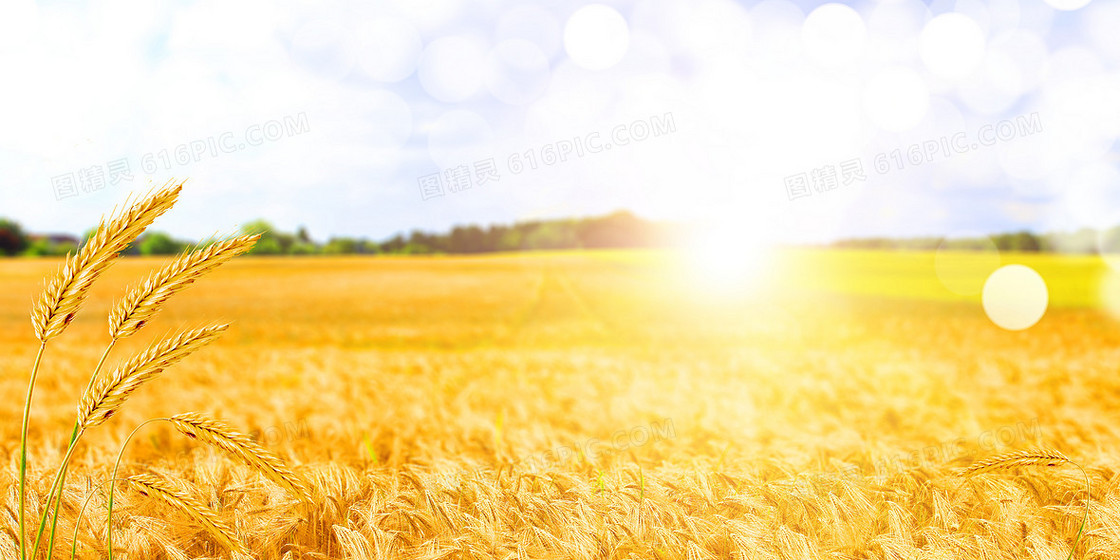 金色麦田麦穗世界粮食日丰收背景