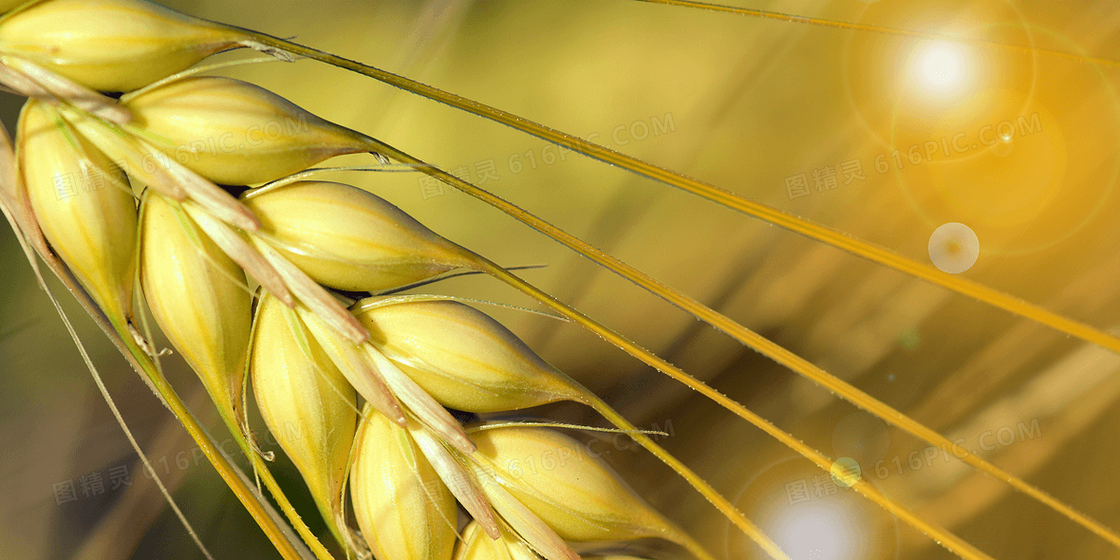 珍惜粮食大米小麦摄影合成背景