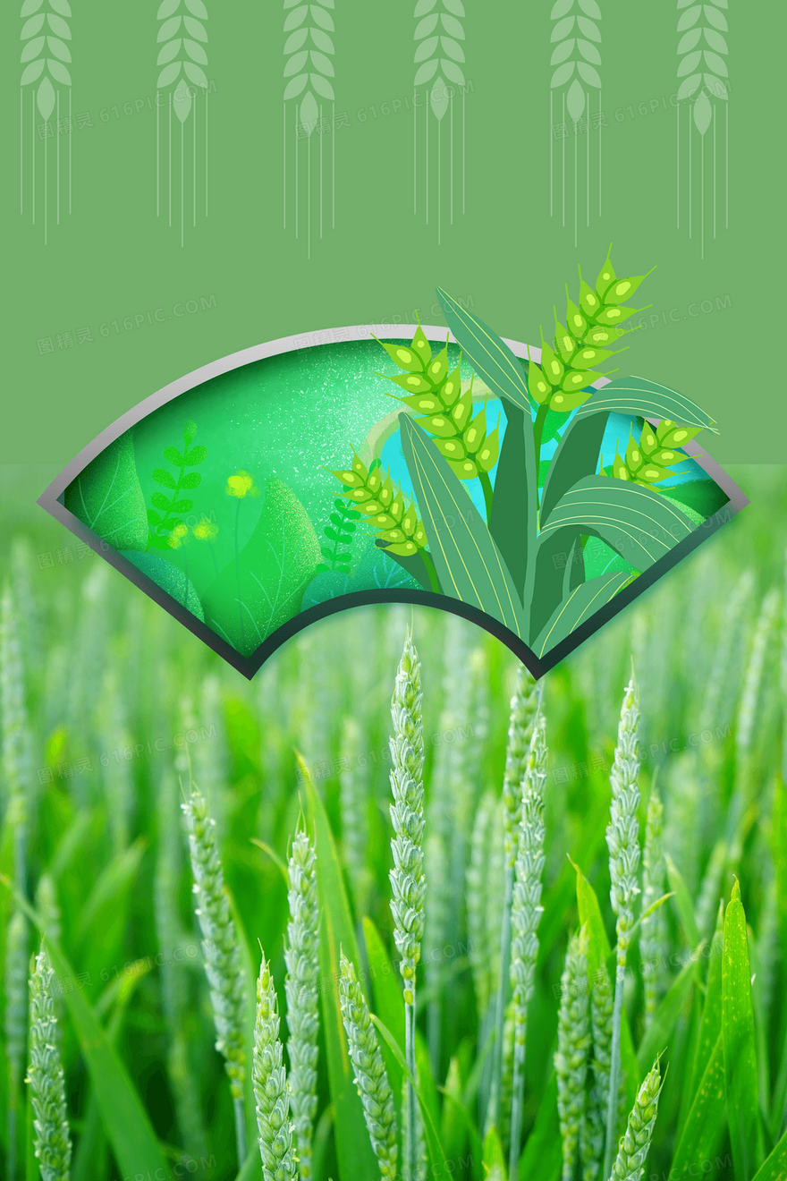 绿色清新小麦粮食摄影图合成背景