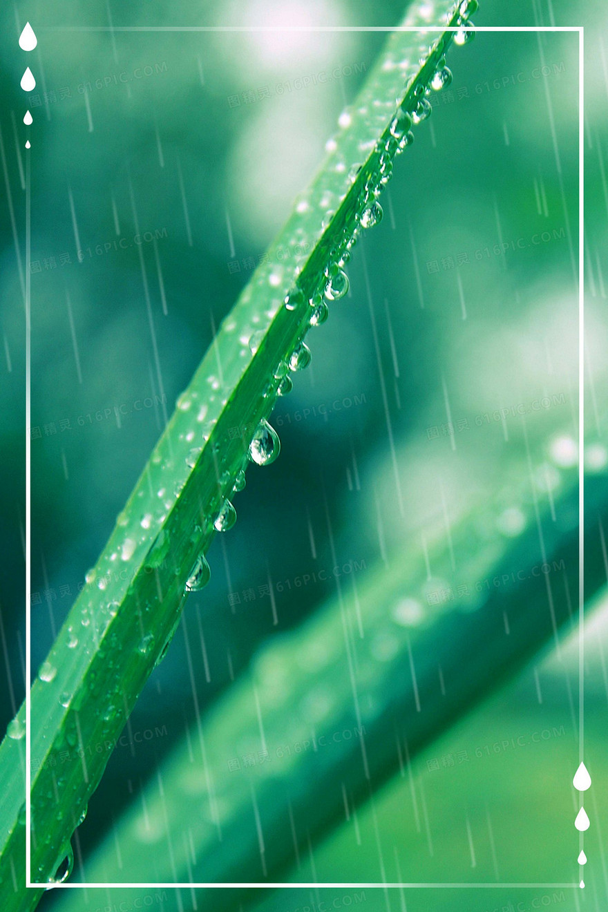 谷雨节气绿色植物雨水唯美摄影图合成背景