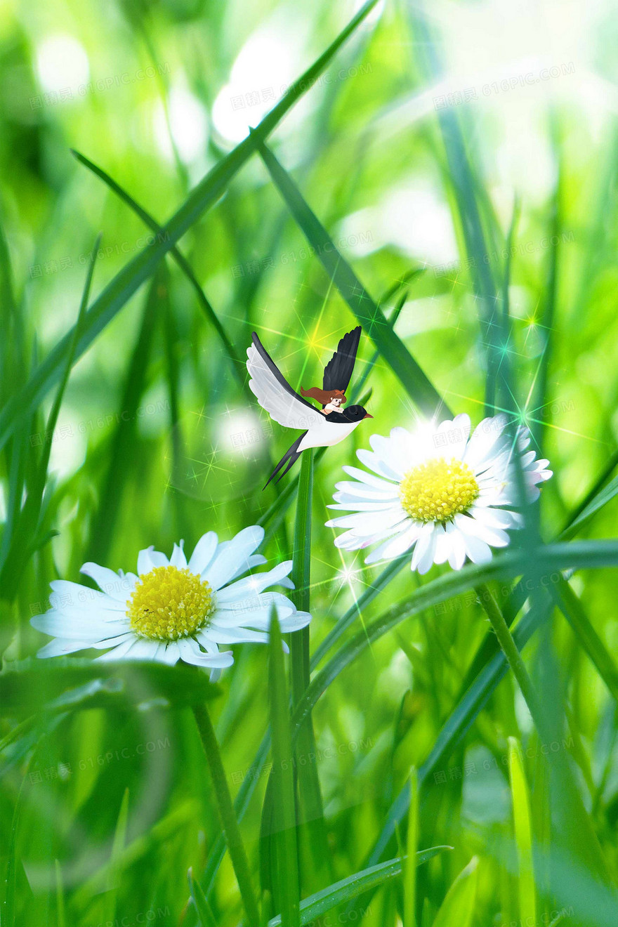 春天燕子花朵植物摄影图合成背景