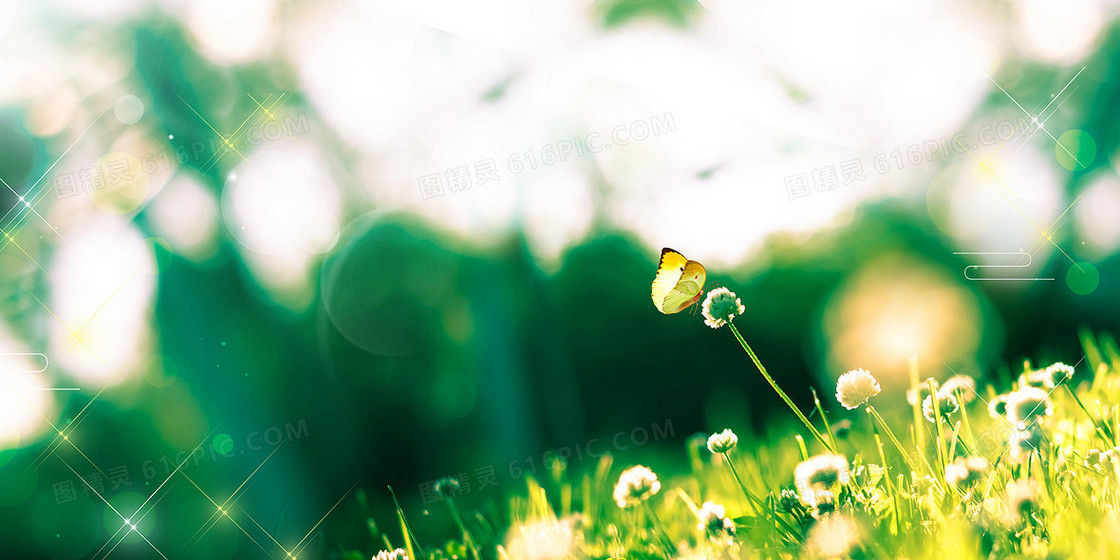 春天万物生长花草蝴蝶摄影图合成背景