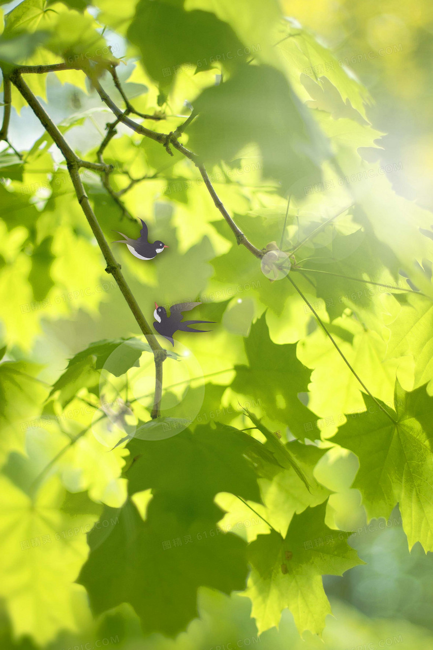 燕子阳光小清新树叶摄影图合成背景