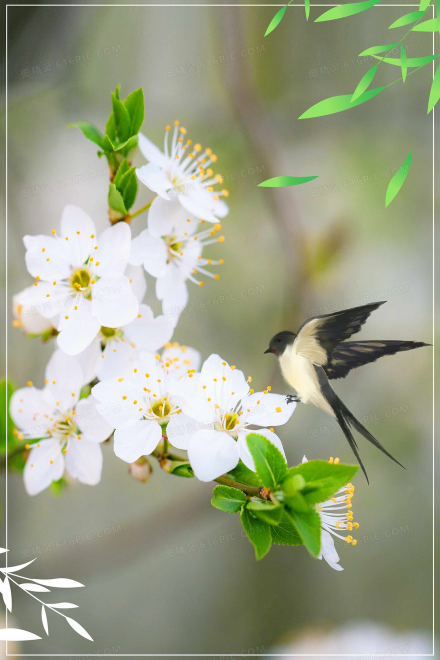 小清新春天花朵燕子摄影图合成背景