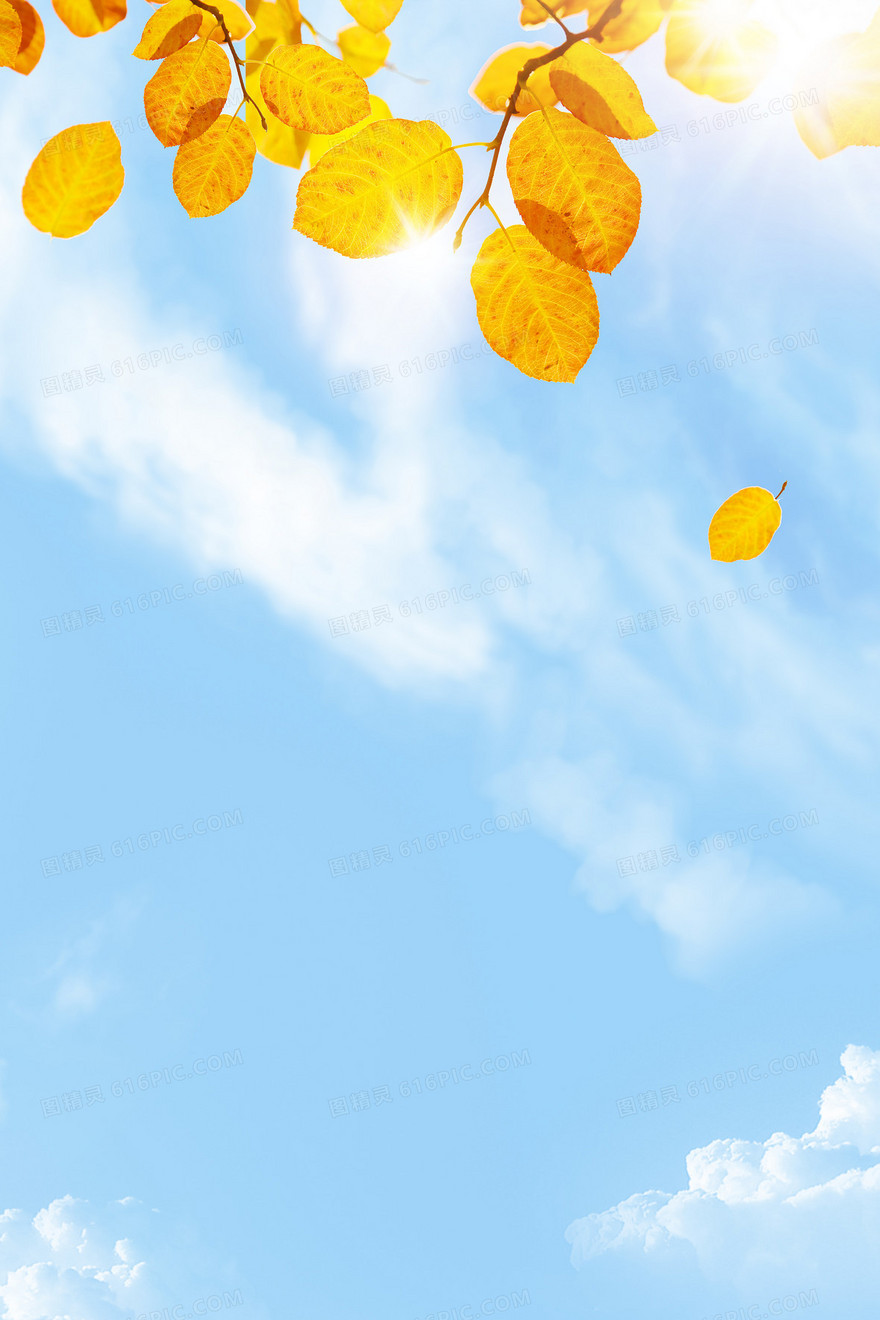阳光明媚叶子蓝天白云摄影图合成背景