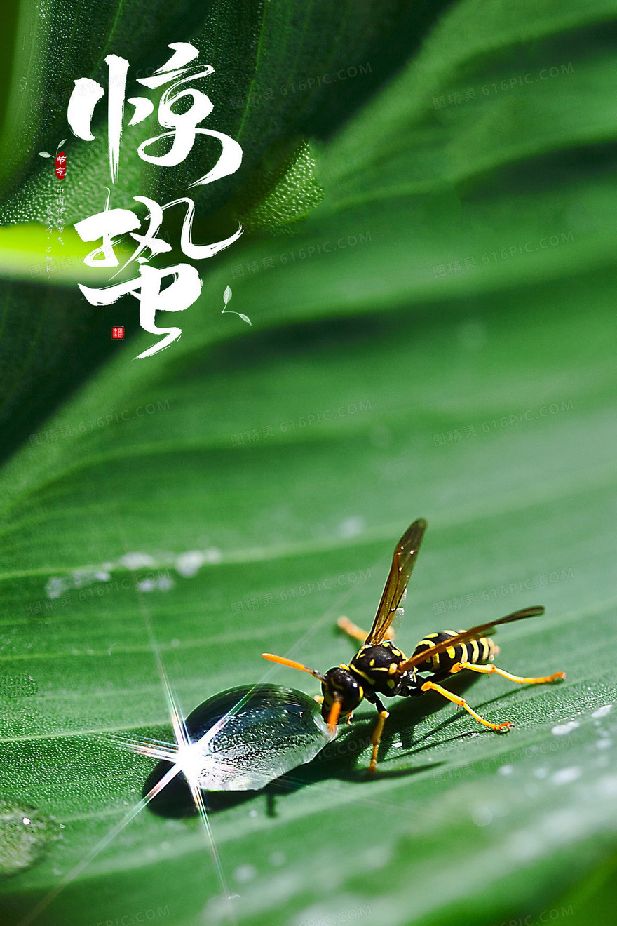 绿色质感摄影合成春天昆虫喝水惊蛰节气背景