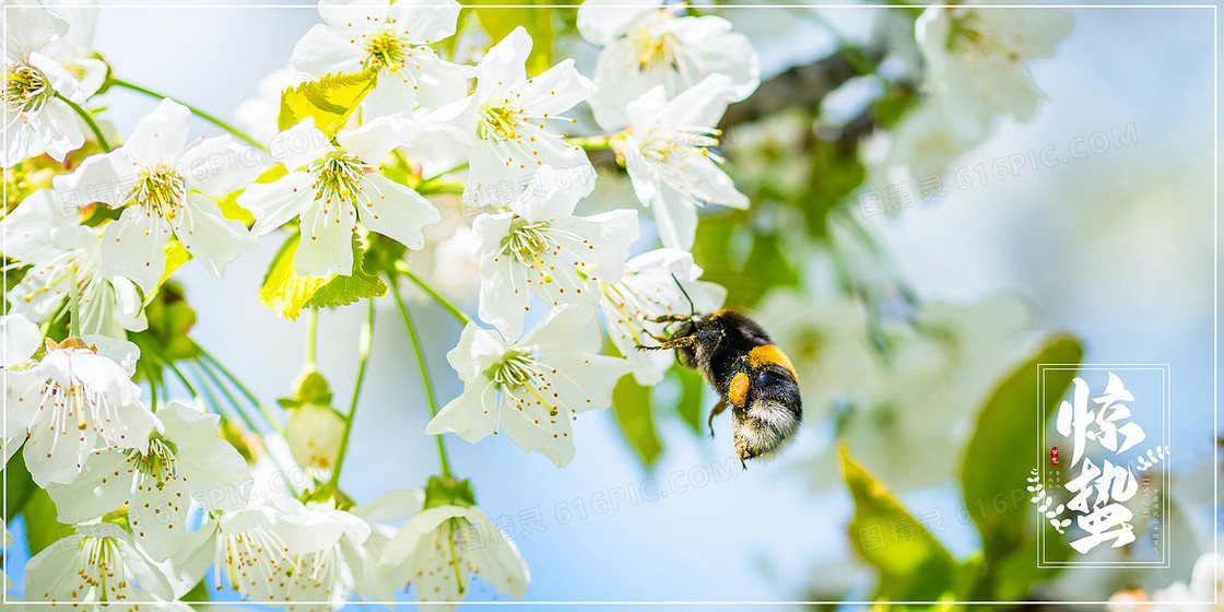 春天小蜜蜂采蜜惊蛰动物习性摄影图合成背景