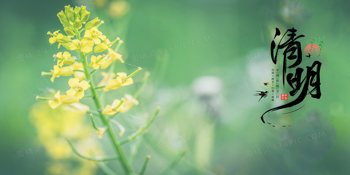 清新的清明节气油菜花摄影合成背景