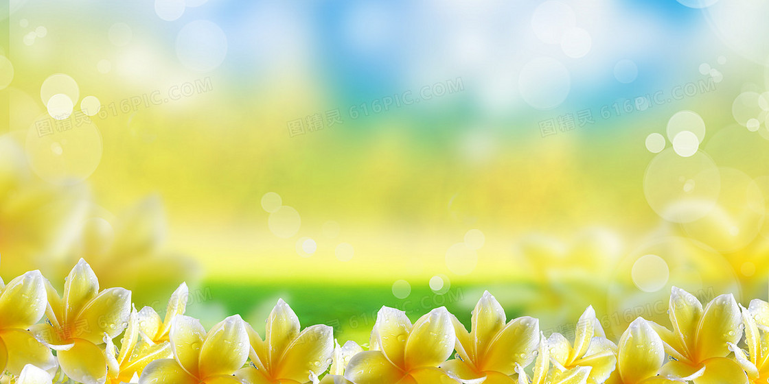 春天小清新鸡蛋花盛开花朵摄影图合成背景