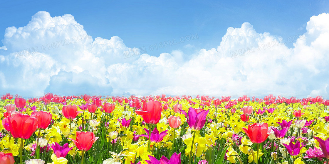 蓝天白云春天鲜花摄影图合成背景