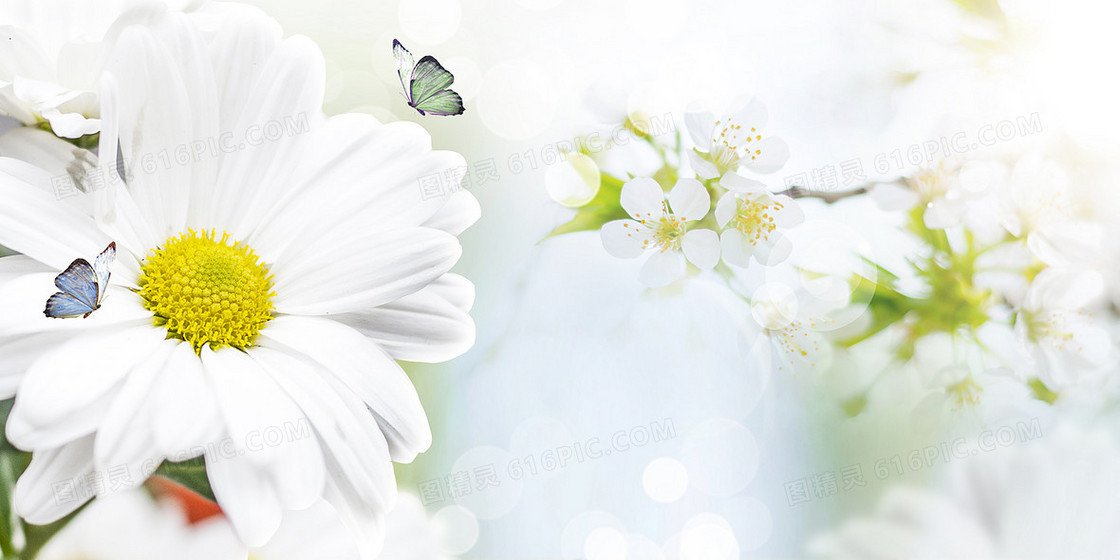 鲜花盛开春天小清新蝴蝶摄影图合成背景