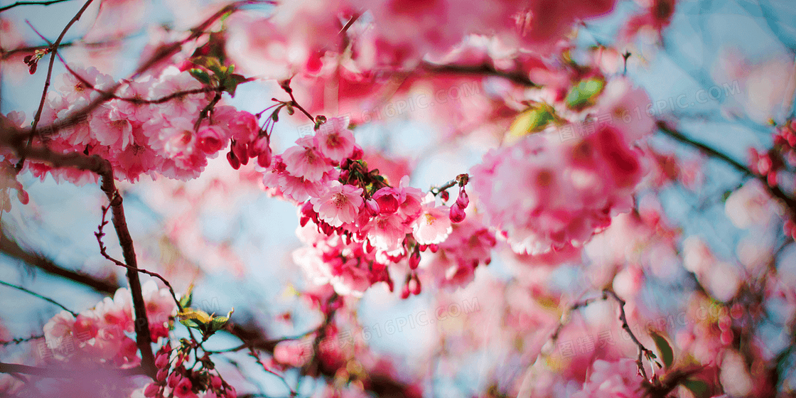 小清新春季鲜花盛开背景