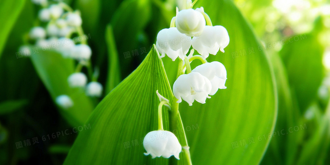 纯白铃兰鲜花盛开摄影合成背景