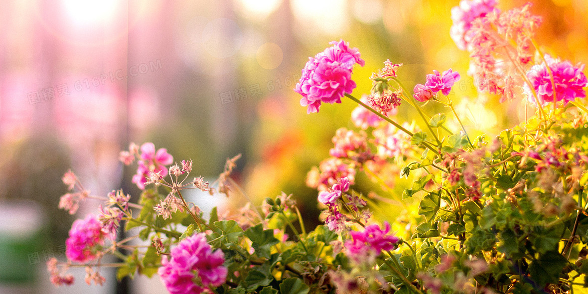 阳光下的花朵摄影合成背景