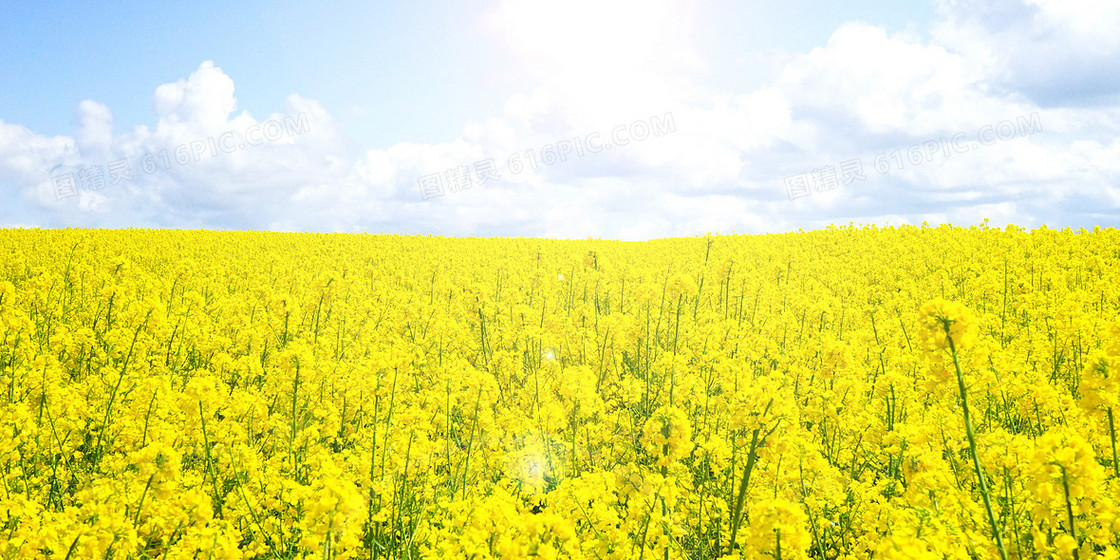 油菜花田摄影合成背景