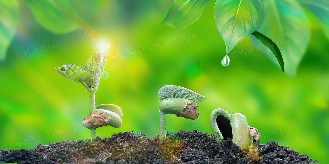 种子发芽摄影合成生机生命背景