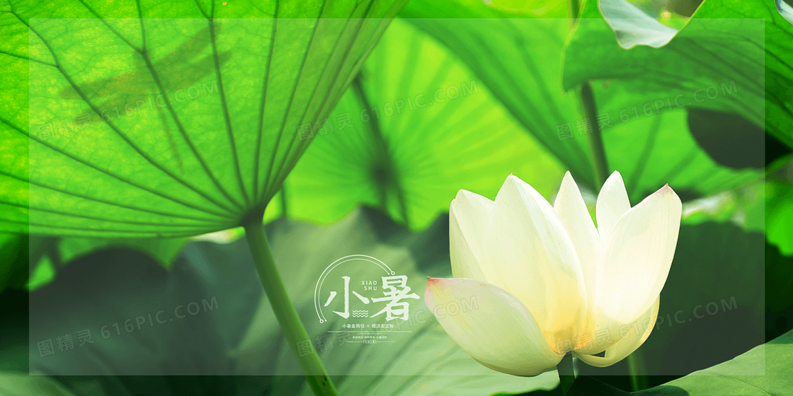 二十四节气之小暑荷花背景