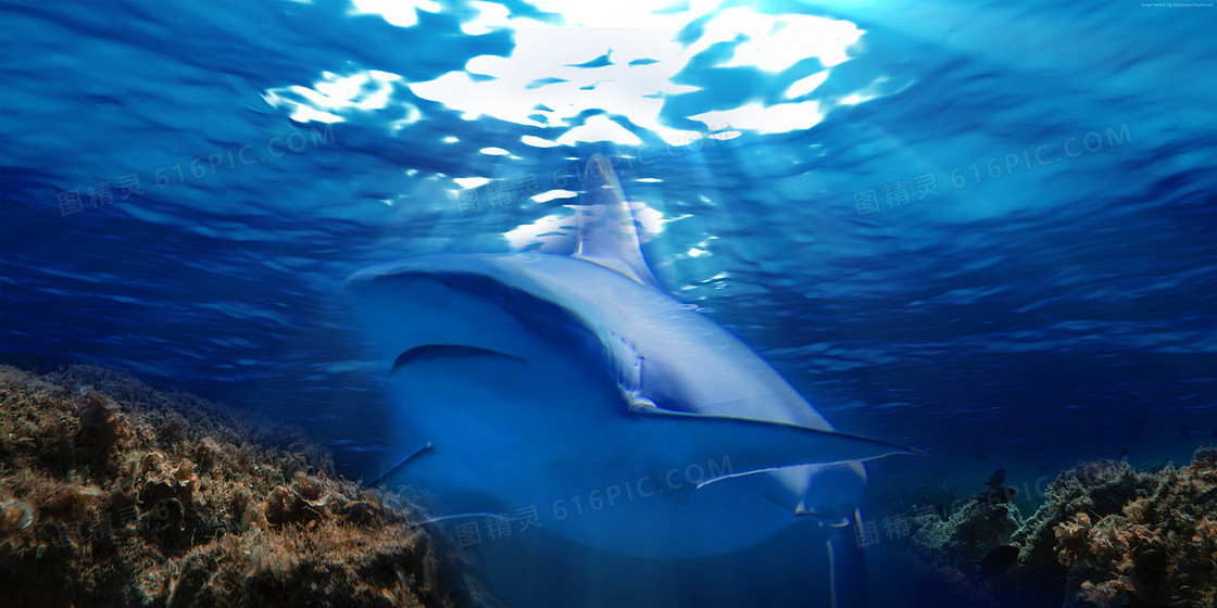 蓝色海洋鲸鱼摄影图合成背景