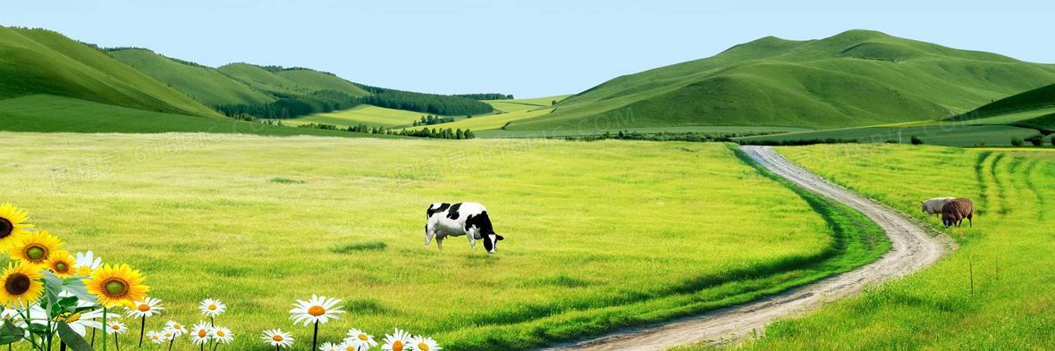 草原羊背景图片下载_免费高清草原羊背景设计素材_图