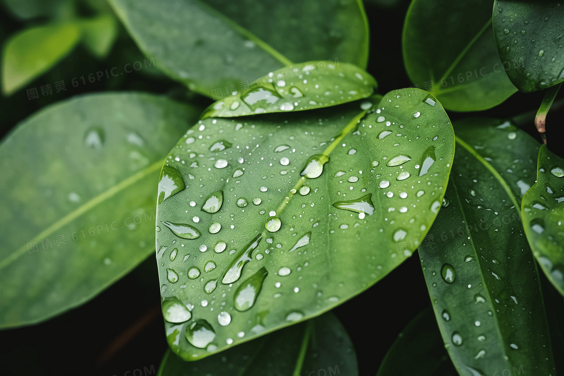 雨后绿绿的叶子上沾满了露珠特写摄影图