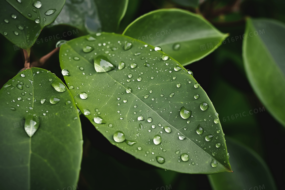 雨后嫩绿的叶子上饱含露珠特写摄影图