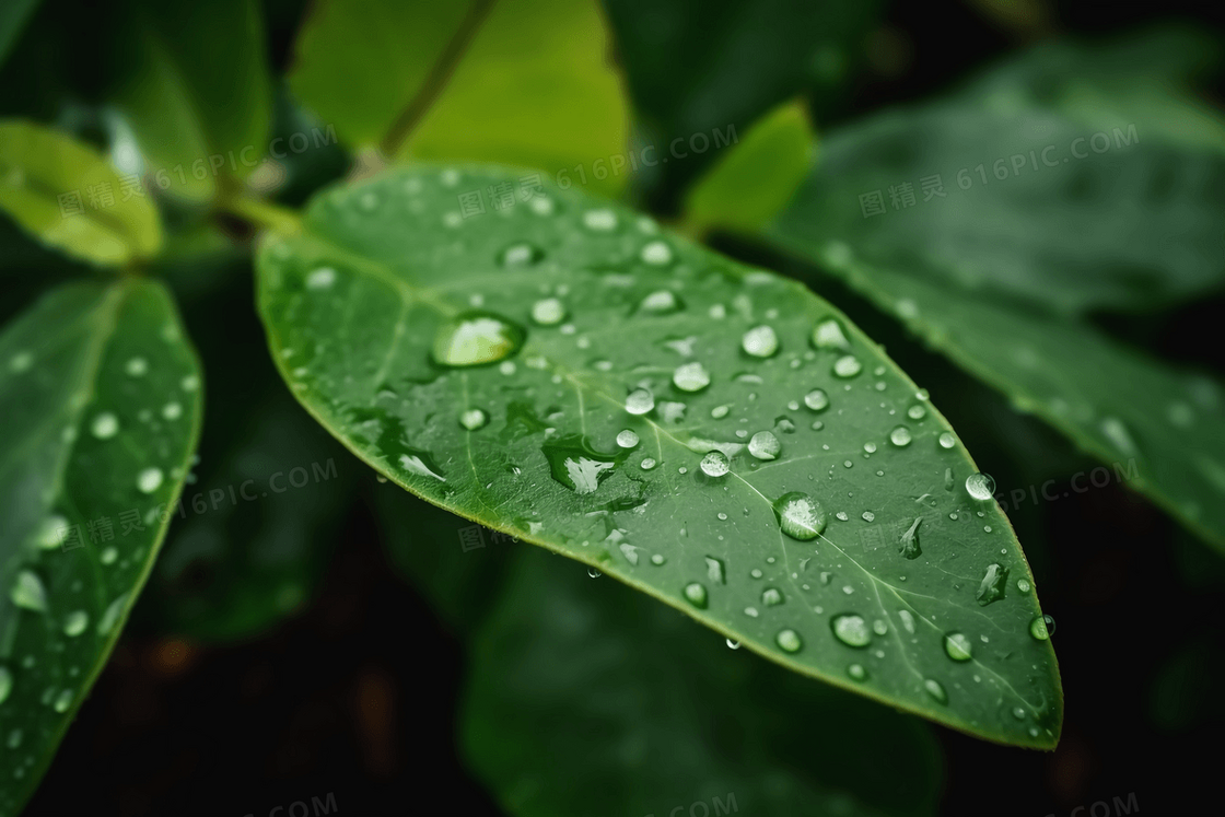 雨后叶子上的露珠特写摄影图