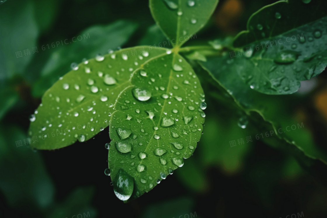 雨后绿绿的叶子上的沾满了露珠特写摄影图