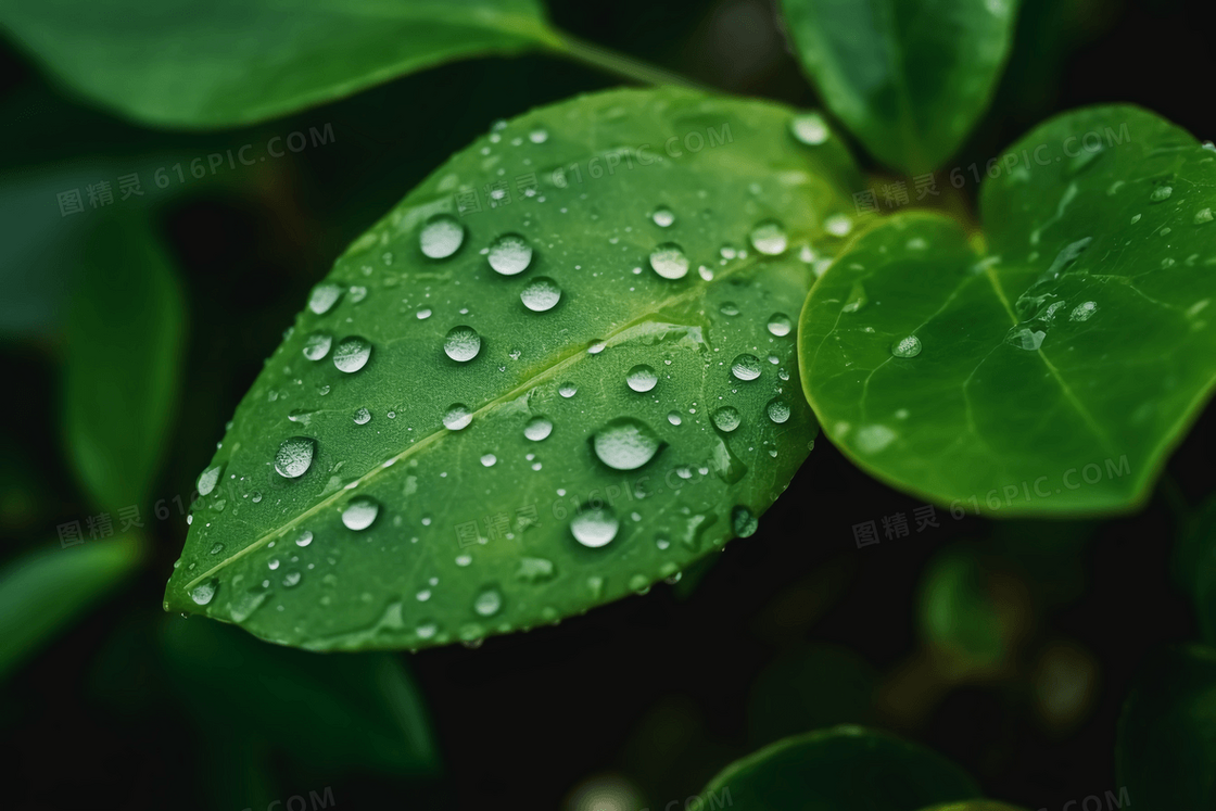 清新雨后叶子上的露珠特写摄影图