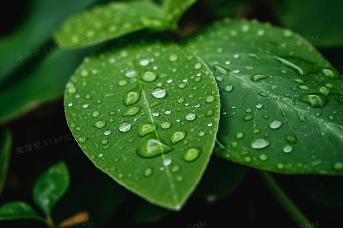 清新雨后叶子上晶莹的露珠特写摄影图
