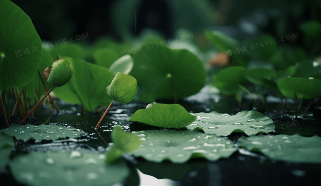 清新的雨后荷叶上挂着晶莹剔透的露珠