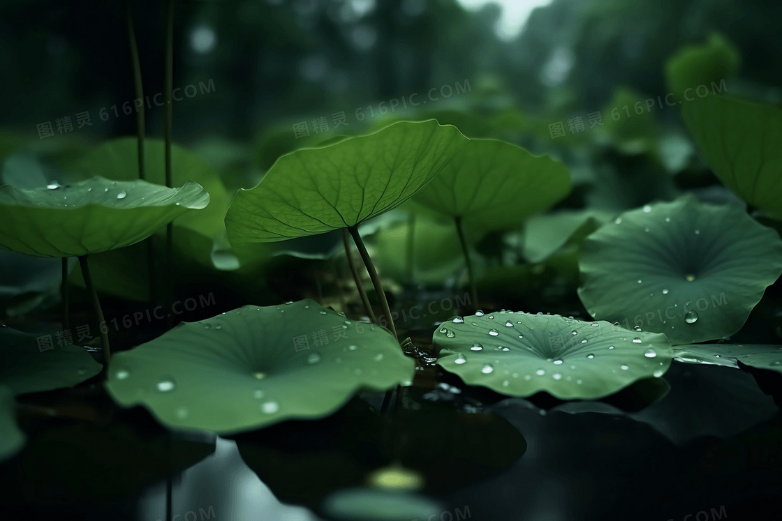 夏日清新雨后荷叶上挂着晶莹剔透的露珠