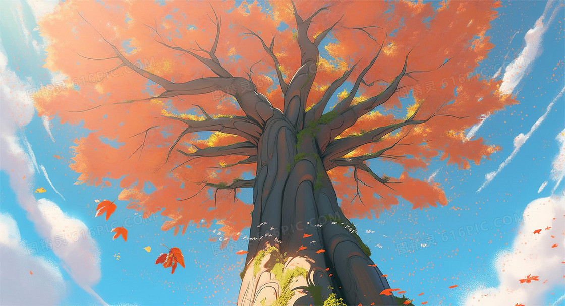 仰望参天大树插画图片