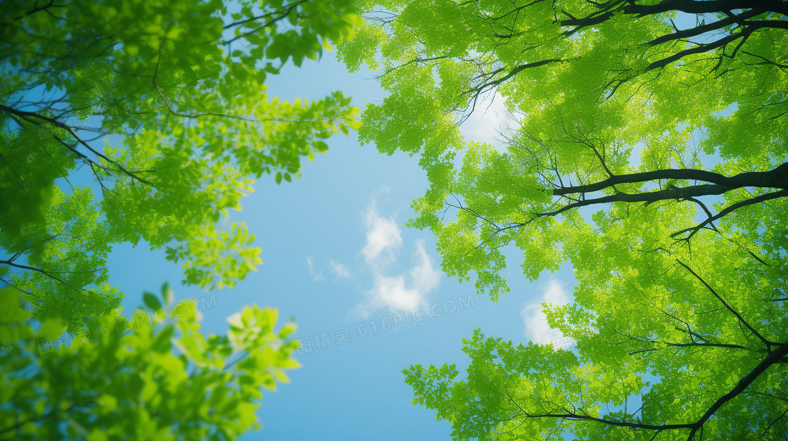 夏天绿色的树叶和蓝色的天空