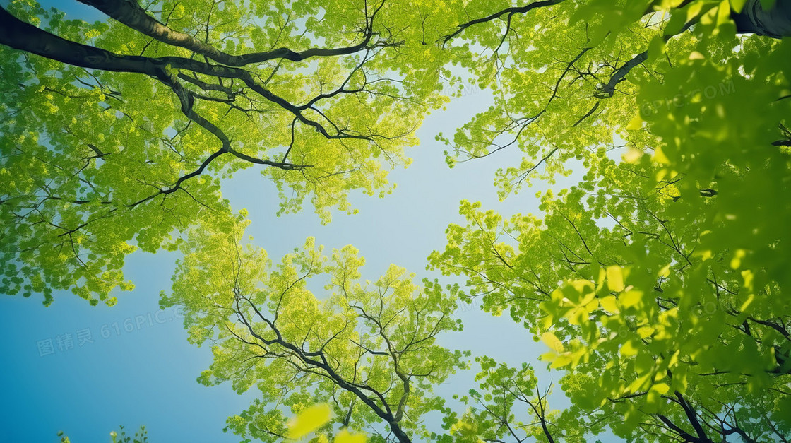 夏天绿色的树叶和蓝色的天空清新风景摄影图
