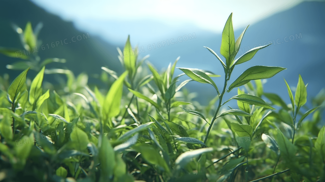 绿色植物茶叶特写