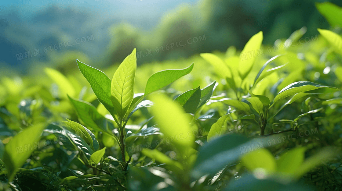 绿色植物茶叶特写