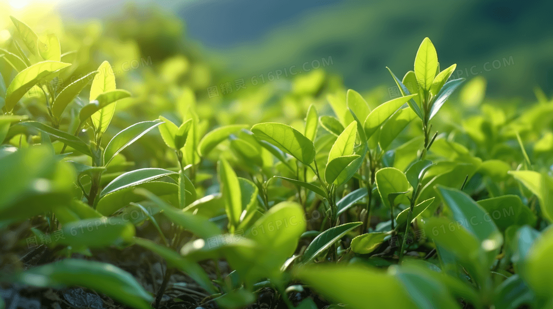 绿色植物茶叶特写