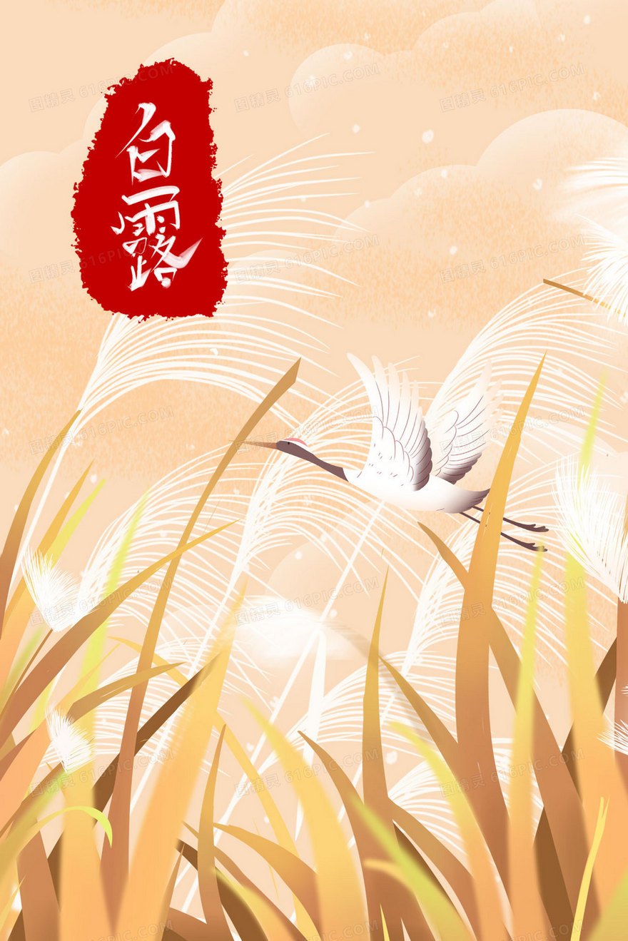 白露芦苇丛白鹭手绘插画