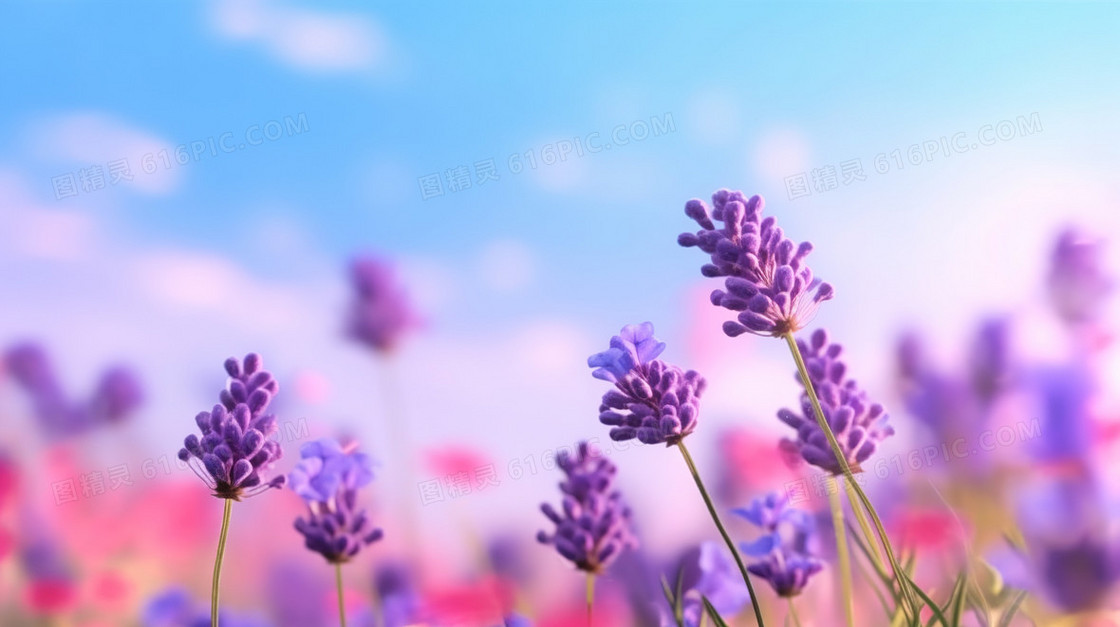 唯美紫色薰衣草花朵