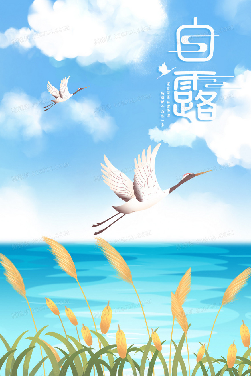 秋天秋季白露芦苇荡插画