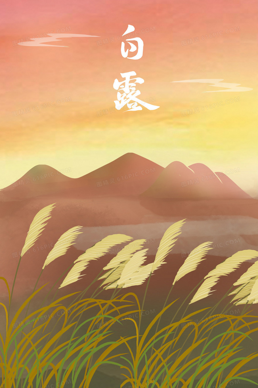 秋天白露节气芦苇插画