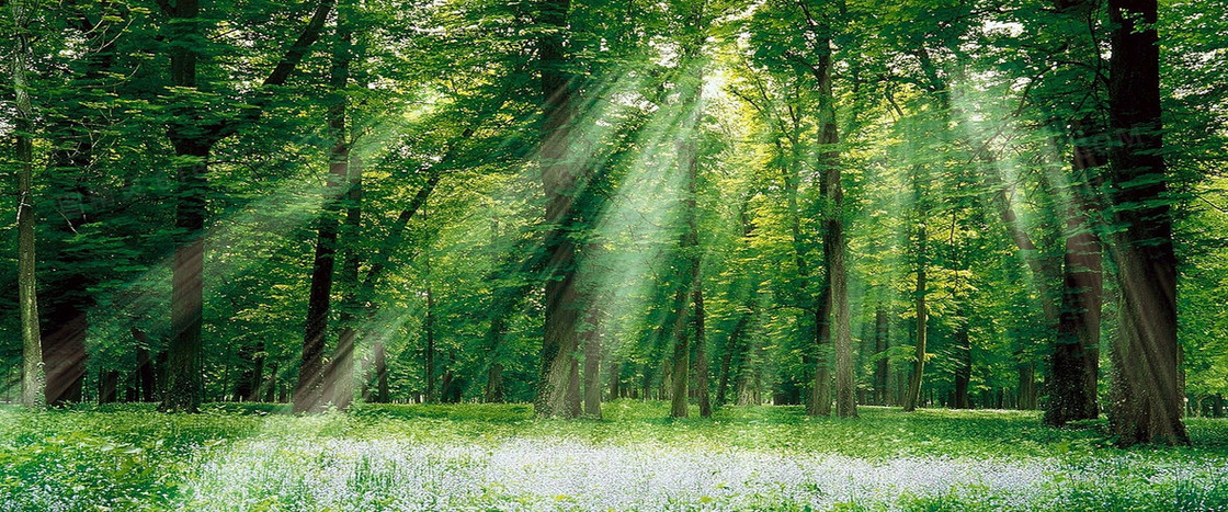 森林阳光背景